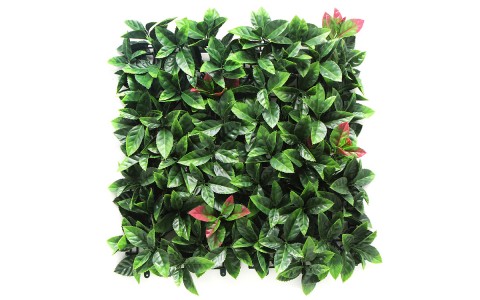PHOTINIA | lux-garden.fr by Nicolazi Design